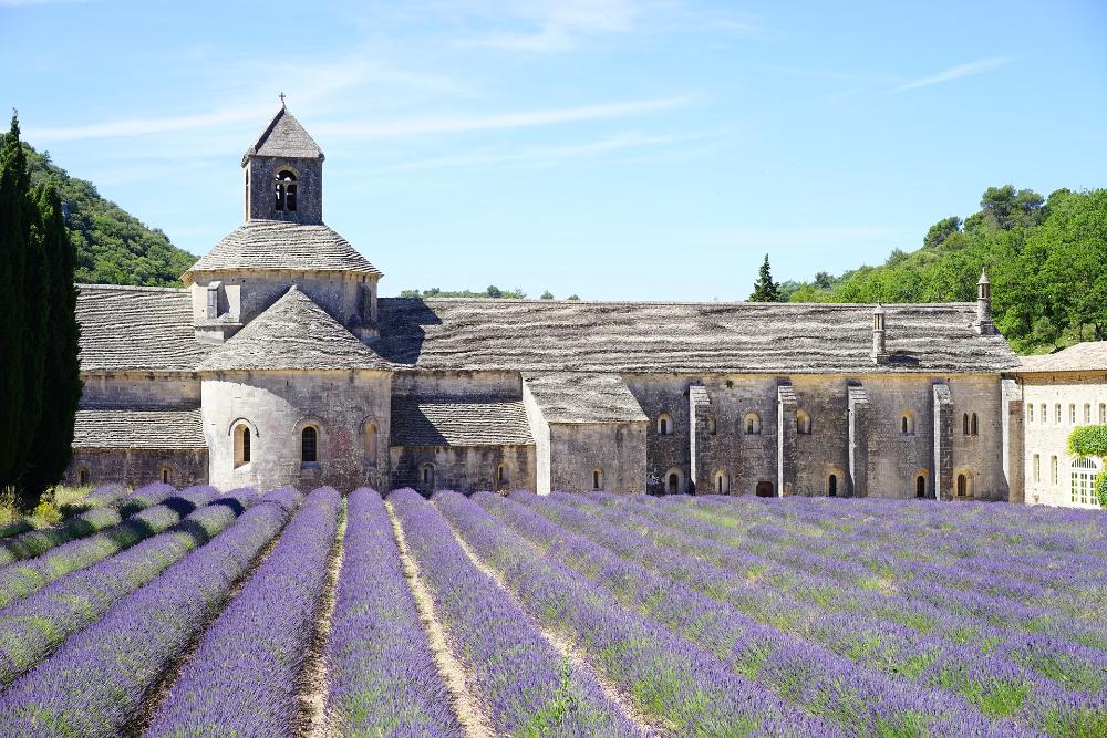 Lavender farm in Aix-en-Provence, France. 